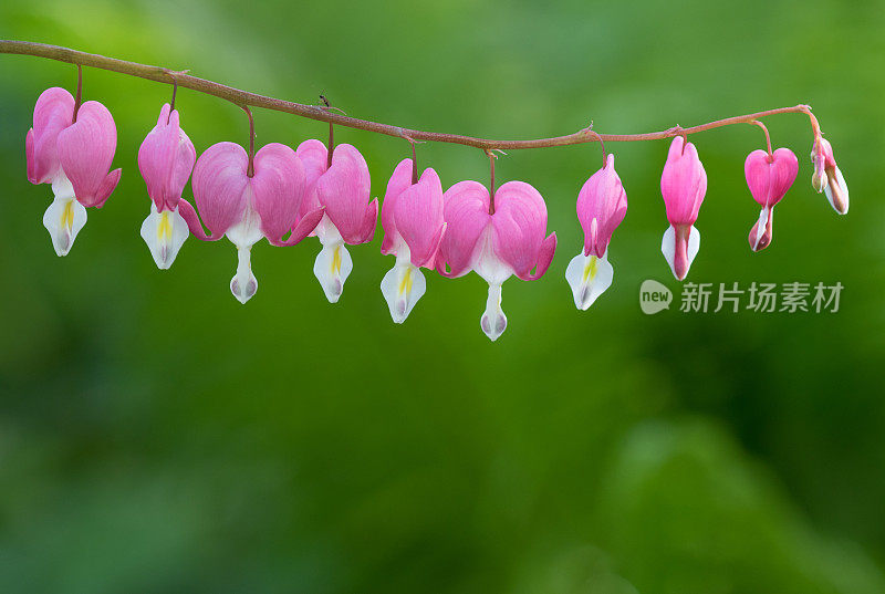 Lamprocapnos spectabilis，红色的流血的心